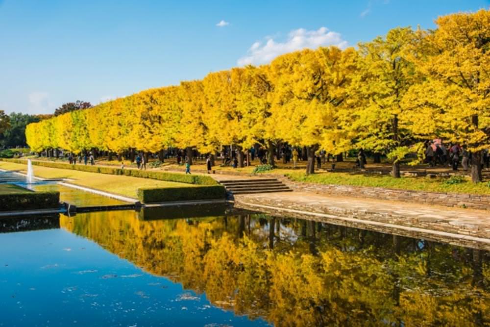 國營昭和紀念公園,東京銀杏景點推薦,日本銀杏,東京銀杏景點,日本最大銀杏樹,銀杏前線,日本銀杏季節,東京銀杏,東京紅葉,楓樹,銀杏季節,東京賞楓,日本銀杏樹,東京銀杏時間,日本賞楓,日本楓葉季節,日本賞楓自由行,日本黃葉情報,日本黃葉排名,銀杏見頃時間