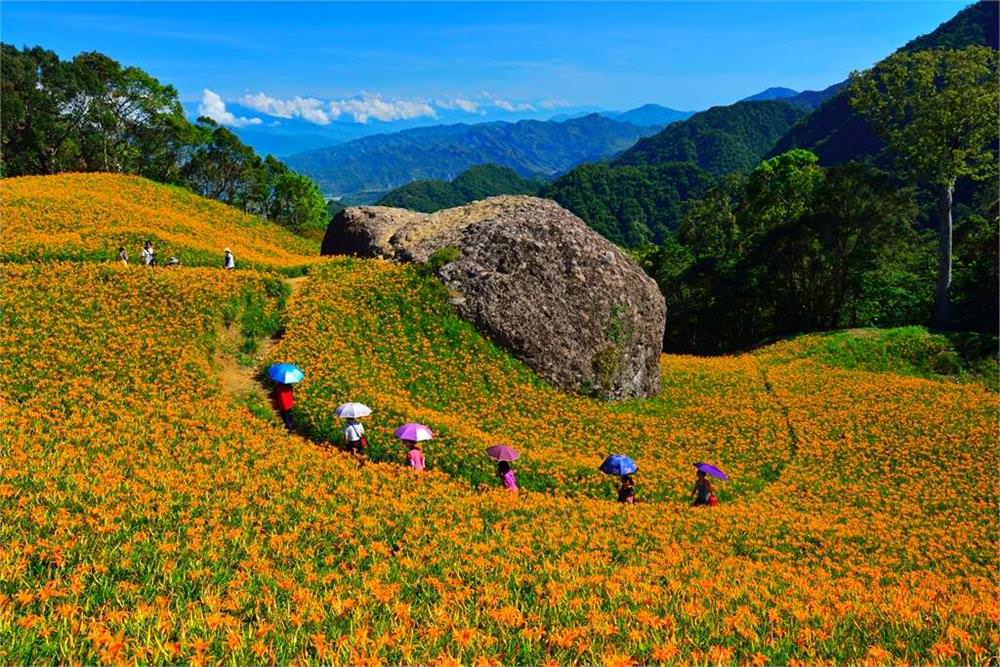 金針花季,金針花,赤柯山金針花,花蓮玉里鎮赤科山金針花季六十石山金針花,太麻里金針花