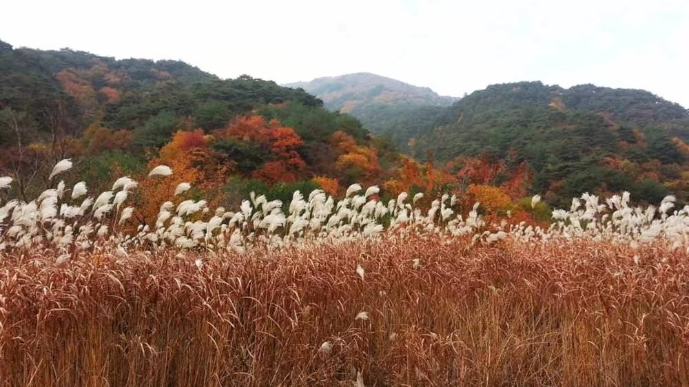 韓國楓葉,內藏山,韓國秋天,韓國銀杏,首爾秋天,首爾紅葉,首爾賞楓,韓國賞楓景點,韓國賞楓,韓國賞楓自由行