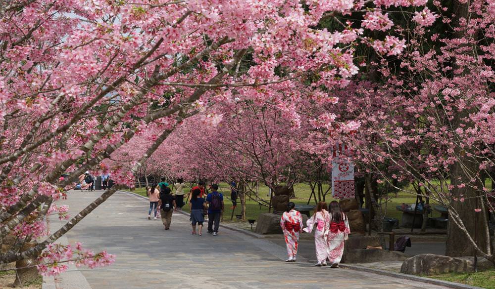 九族文化村,日月潭櫻花季,九族文化村櫻花祭,九族文化村櫻花季,台灣第一夜櫻,日月潭景點推薦,九族文化村交通方式 ,九族文化村門票,九族文化村賞櫻,南投日月潭,南投日月潭住宿,日月潭住宿推薦,南投民宿推薦,日月潭,南投景點推薦,櫻花景點,賞櫻,櫻花季,櫻花祭