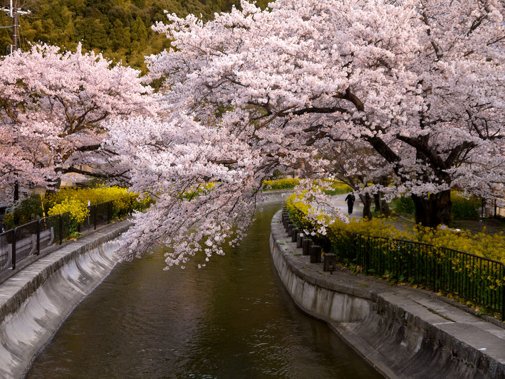 日本櫻花,日本櫻花祭,日本櫻花季幾月,日本櫻花2023,日本賞櫻,日本賞櫻地點,日本賞櫻時間,日本櫻花2023,2023日本櫻花預測,日本賞櫻文化,日本賞櫻行程,東京賞櫻,京都賞櫻,東京櫻花2023,東京櫻花時間,東京賞櫻行程規劃,京都御苑櫻花,京都櫻花時間,北海道櫻花,北海道賞櫻,哲學之道櫻花,京都夜櫻,大阪賞櫻,京都賞櫻