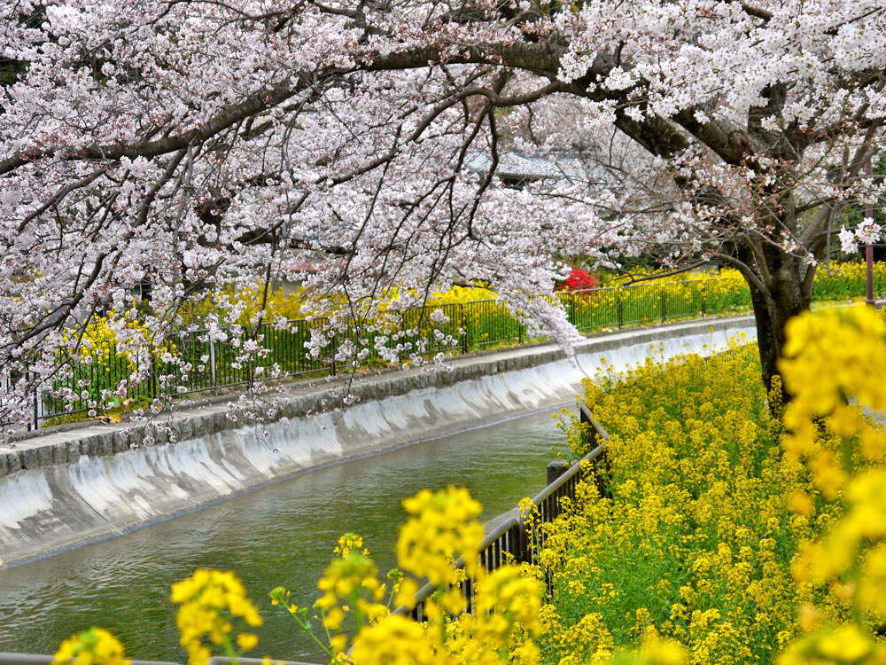 21日本櫻花最前線 日本各地開花 滿開時間預測