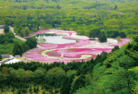 【富士山芝櫻祭】日本最大規模花祭，白皚富士山景與粉紅花海同框畫面！ - Travel x Freedom 旅誌字遊 threeonelee.com