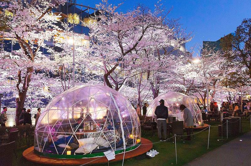 東京夜櫻必賞！MIDTOWN BLOSSOM 2021 東京六木本超人氣櫻花隧道！ - Travel x Freedom 旅誌字遊 threeonelee.com