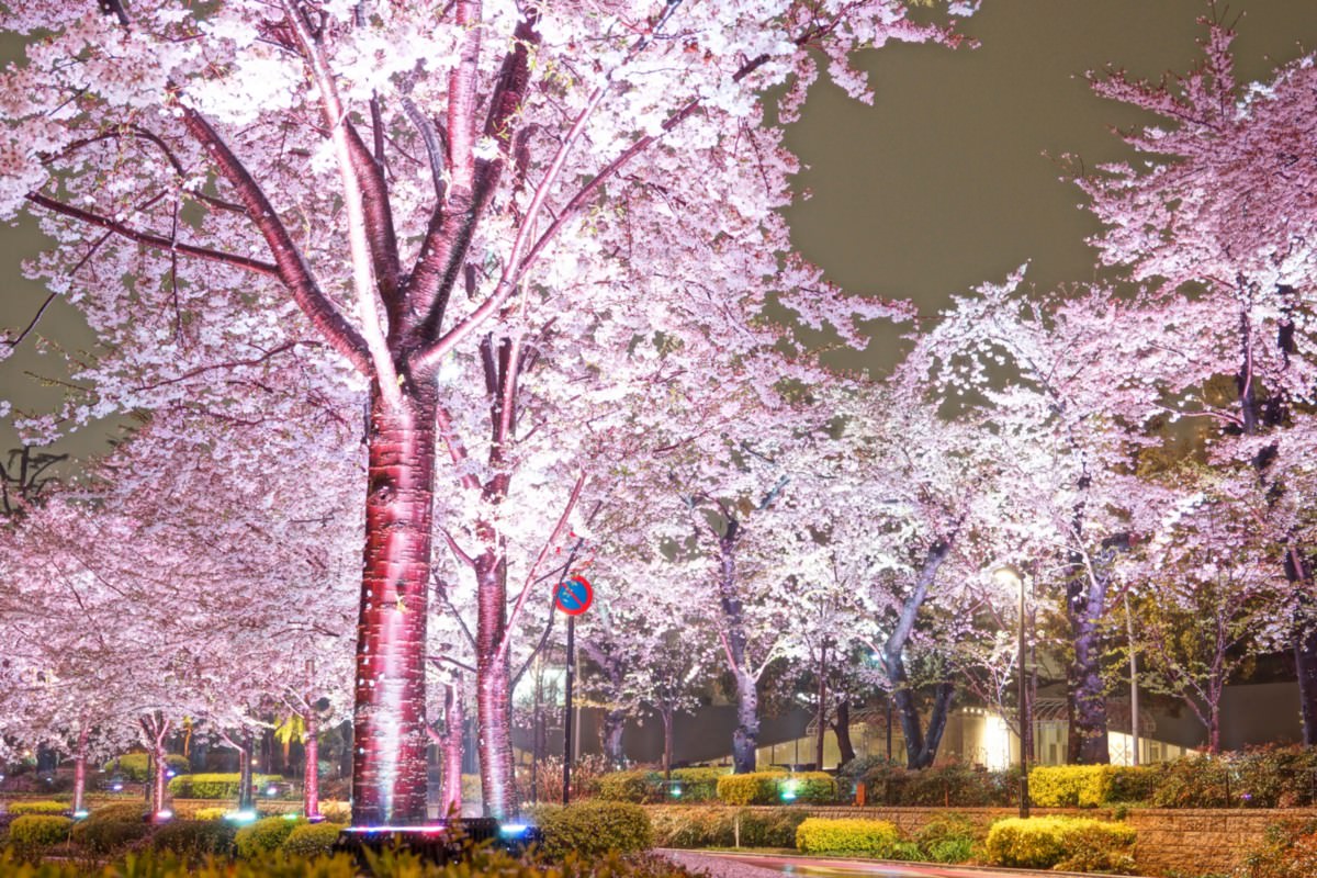 東京夜櫻必賞！MIDTOWN BLOSSOM 2021 東京六木本超人氣櫻花隧道！ - Travel x Freedom 旅誌字遊 threeonelee.com