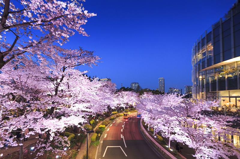 東京夜櫻必賞！MIDTOWN BLOSSOM 2021 東京六木本超人氣櫻花隧道！ - Travel x Freedom 旅誌字遊 threeonelee.com