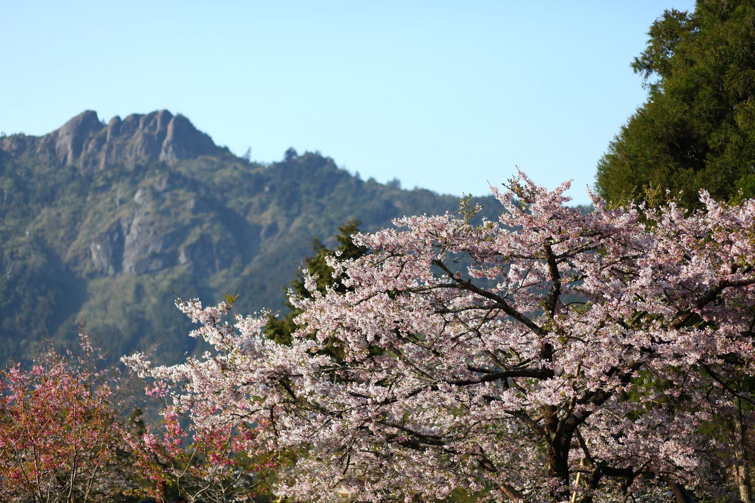 阿里山,櫻花季,賞櫻景點,阿里山櫻花季2022,阿里山櫻花,阿里山賞櫻,櫻花,賞櫻,阿里山森林遊樂區,阿里山櫻花季交通管制,阿里山賞櫻住宿推薦,阿里山賞櫻住宿,阿里山國家森林遊樂區,阿里山住宿推薦,嘉義住宿推薦,阿里山民宿推薦,阿里山國家風景區,櫻花景點