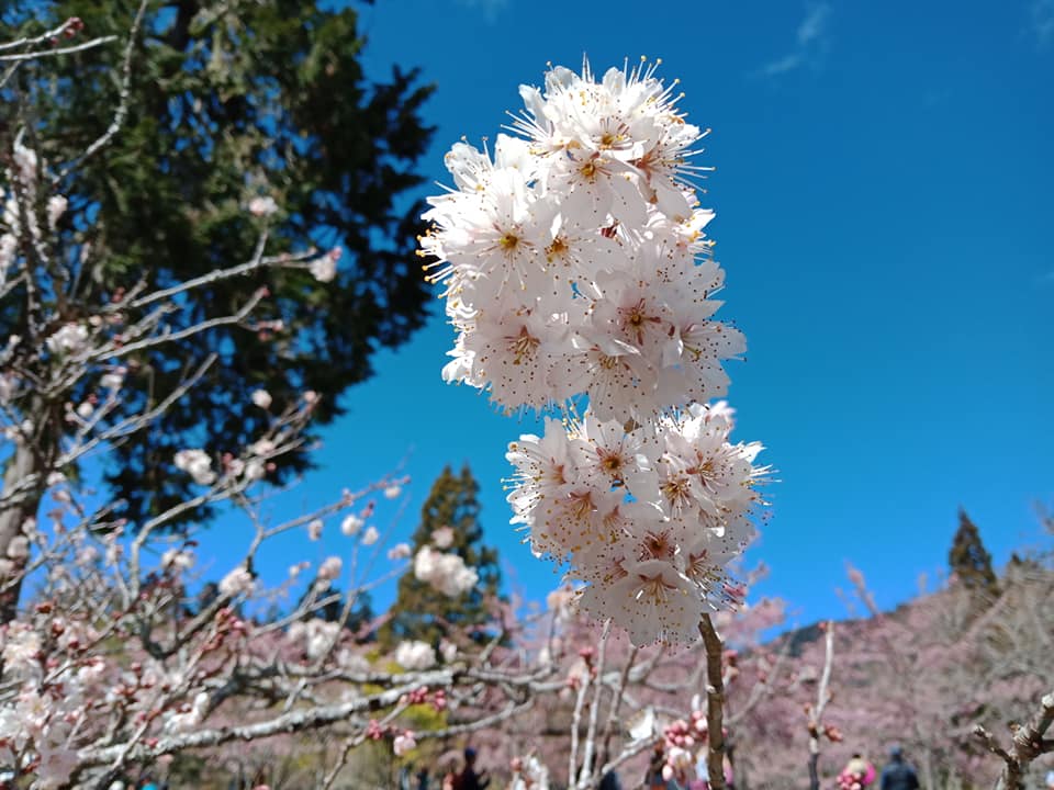 阿里山,櫻花季,賞櫻景點,阿里山櫻花季2022,阿里山櫻花,阿里山賞櫻,櫻花,賞櫻,阿里山森林遊樂區,阿里山櫻花季交通管制,阿里山賞櫻住宿推薦,阿里山賞櫻住宿,阿里山國家森林遊樂區,阿里山住宿推薦,嘉義住宿推薦,阿里山民宿推薦,阿里山國家風景區,櫻花景點