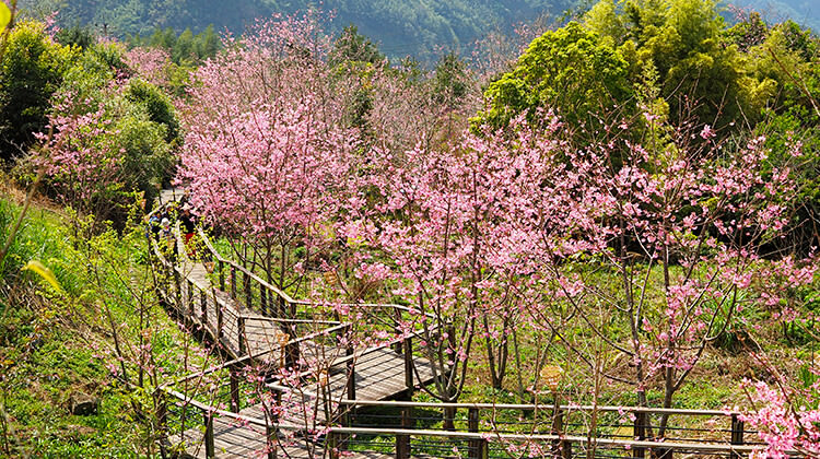 阿里山,櫻花季,賞櫻景點,阿里山櫻花季2022,阿里山櫻花,阿里山賞櫻,櫻花,賞櫻,阿里山森林遊樂區,阿里山櫻花季交通管制,阿里山賞櫻住宿推薦,阿里山賞櫻住宿,阿里山國家森林遊樂區,阿里山住宿推薦,嘉義住宿推薦,阿里山民宿推薦,阿里山國家風景區,櫻花景點