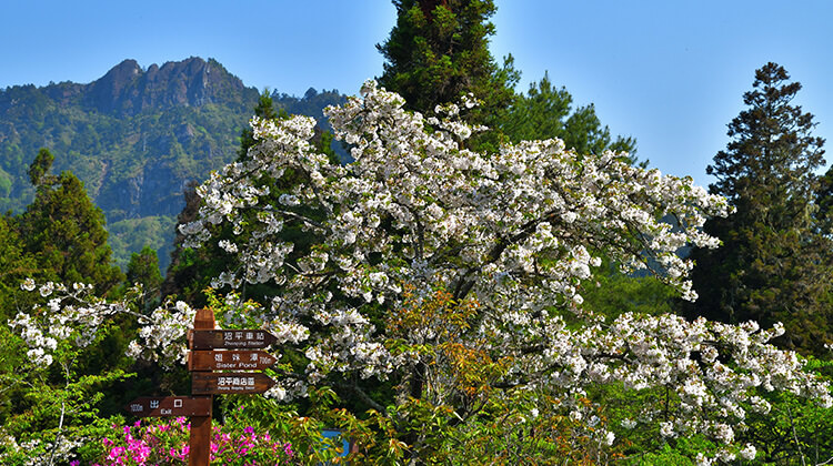 阿里山,櫻花季,賞櫻景點,阿里山櫻花季2022,阿里山櫻花,阿里山賞櫻,櫻花,賞櫻,阿里山森林遊樂區,阿里山櫻花季交通管制,阿里山賞櫻住宿推薦,阿里山賞櫻住宿,阿里山國家森林遊樂區,阿里山住宿推薦,嘉義住宿推薦,阿里山民宿推薦,阿里山國家風景區,櫻花景點