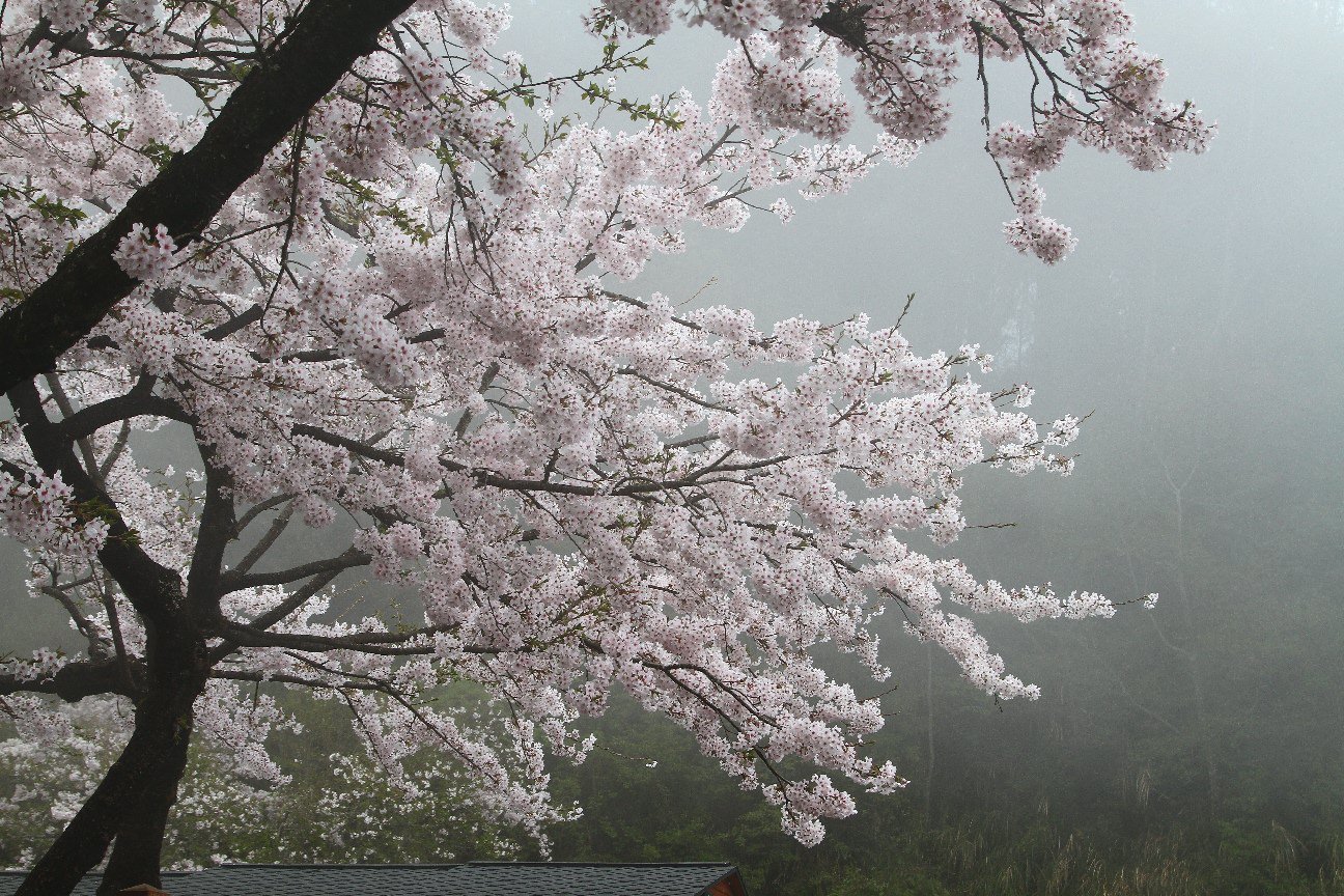 阿里山,櫻花季,賞櫻景點,阿里山櫻花季2022,阿里山櫻花,阿里山賞櫻,櫻花,賞櫻,阿里山森林遊樂區,阿里山櫻花季交通管制,阿里山賞櫻住宿推薦,阿里山賞櫻住宿,阿里山國家森林遊樂區,阿里山住宿推薦,嘉義住宿推薦,阿里山民宿推薦,阿里山國家風景區,櫻花景點