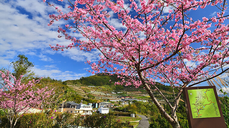 阿里山,櫻花季,賞櫻景點,阿里山櫻花季2022,阿里山櫻花,阿里山賞櫻,櫻花,賞櫻,阿里山森林遊樂區,阿里山櫻花季交通管制,阿里山賞櫻住宿推薦,阿里山賞櫻住宿,阿里山國家森林遊樂區,阿里山住宿推薦,嘉義住宿推薦,阿里山民宿推薦,阿里山國家風景區,櫻花景點