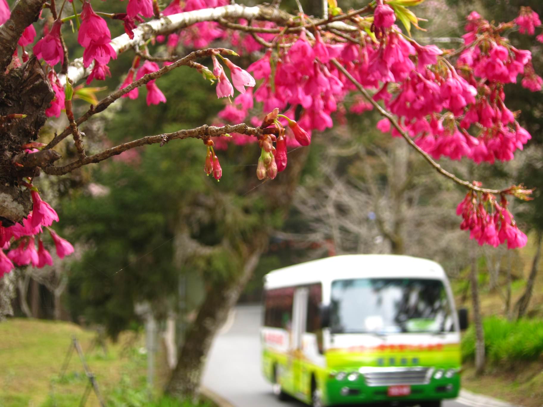 阿里山,櫻花季,賞櫻景點,阿里山櫻花季2022,阿里山櫻花,阿里山賞櫻,櫻花,賞櫻,阿里山森林遊樂區,阿里山櫻花季交通管制,阿里山賞櫻住宿推薦,阿里山賞櫻住宿,阿里山國家森林遊樂區,阿里山住宿推薦,嘉義住宿推薦,阿里山民宿推薦,阿里山國家風景區,櫻花景點