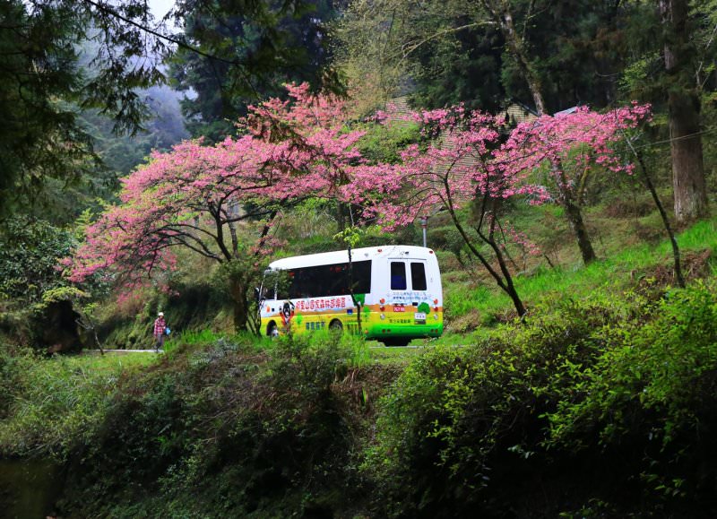 阿里山,櫻花季,賞櫻景點,阿里山櫻花季2022,阿里山櫻花,阿里山賞櫻,櫻花,賞櫻,阿里山森林遊樂區,阿里山櫻花季交通管制,阿里山賞櫻住宿推薦,阿里山賞櫻住宿,阿里山國家森林遊樂區,阿里山住宿推薦,嘉義住宿推薦,阿里山民宿推薦,阿里山國家風景區,櫻花景點