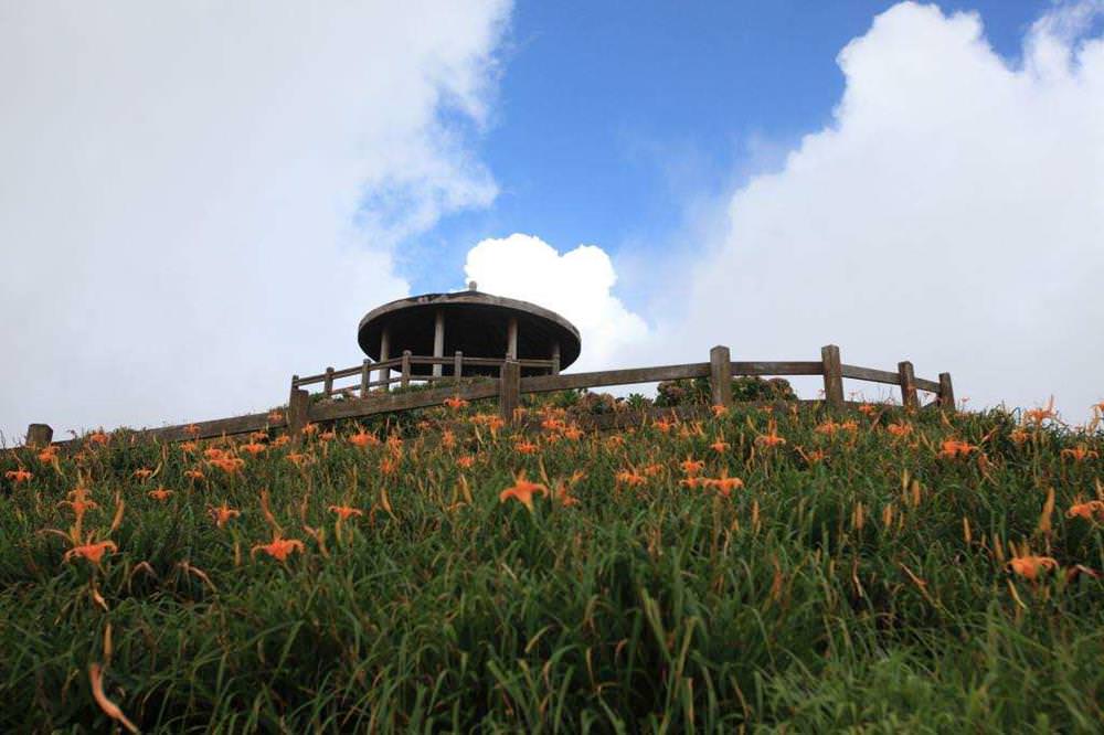 太麻里金針山,太麻里金針花季