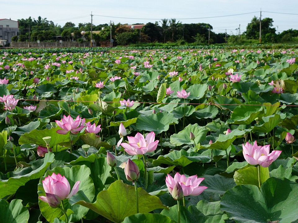 白河蓮花季,台南,台南白河蓮花季,2021 白河蓮花季