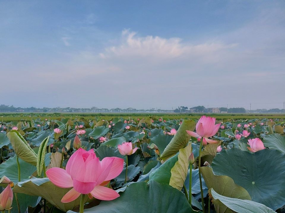 白河蓮花季,台南,台南白河蓮花季,2021 白河蓮花季