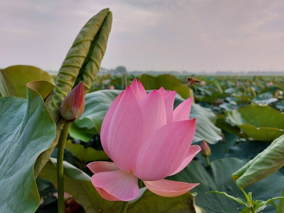 白河蓮花季,台南,台南白河蓮花季,2021 白河蓮花季