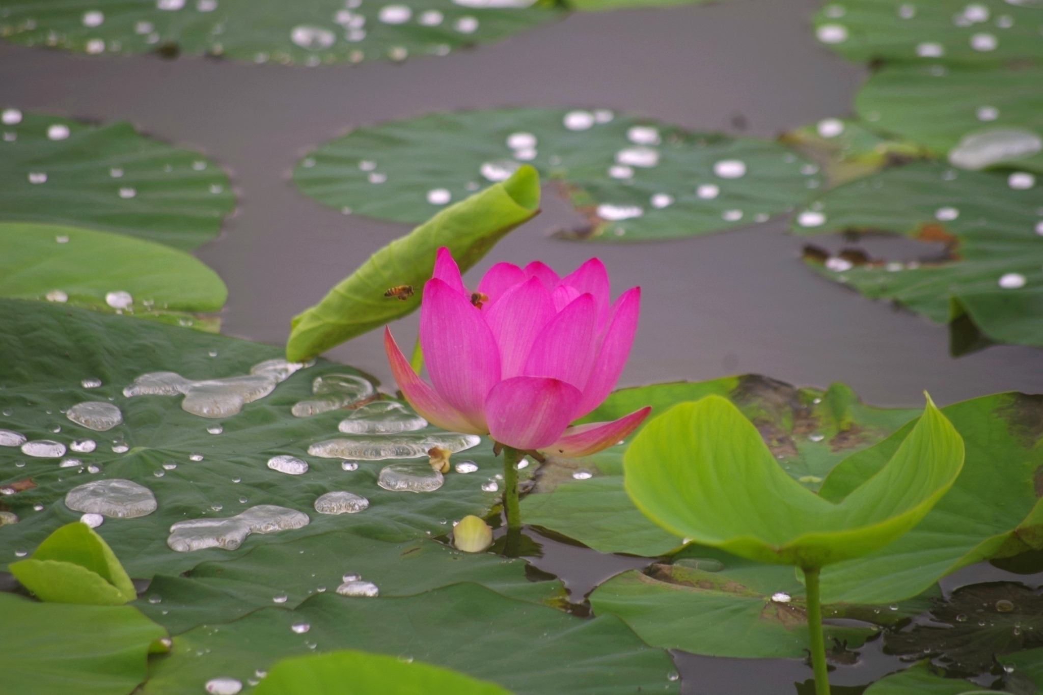 白河蓮花季,台南,台南白河蓮花季,2021 白河蓮花季