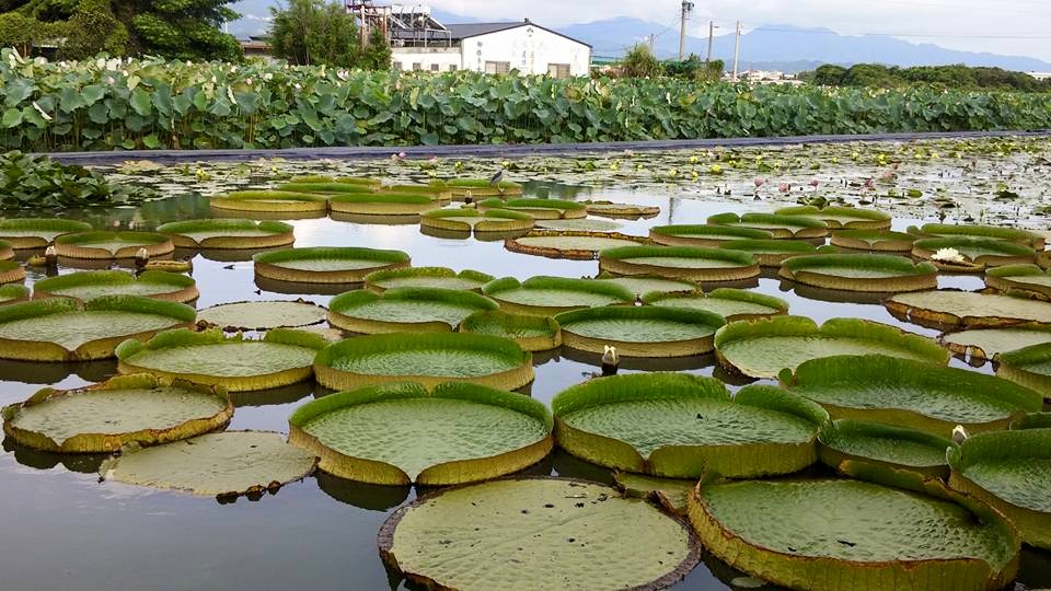 白河蓮花季,台南,台南白河蓮花季,2021 白河蓮花季