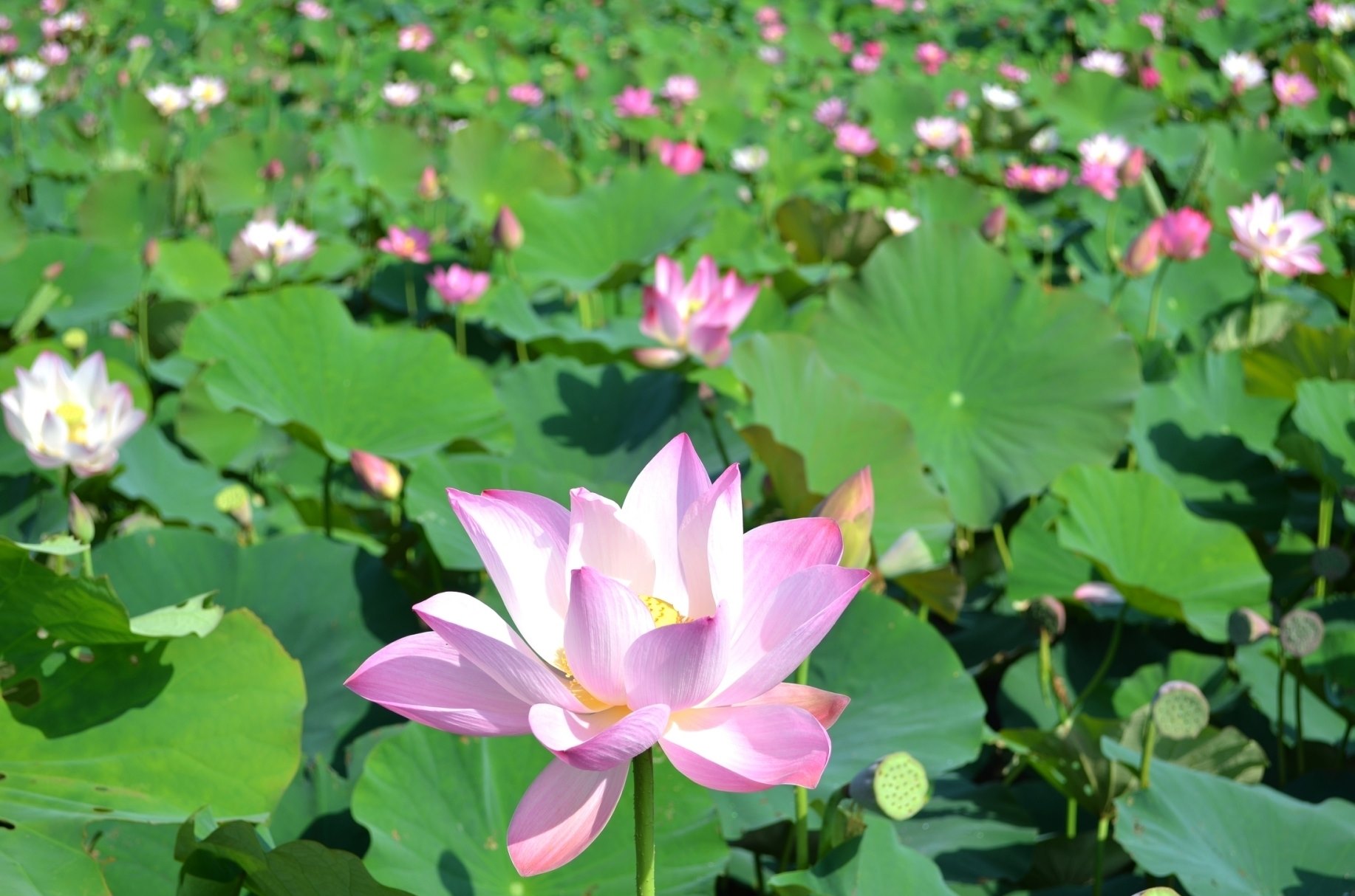 白河蓮花季,台南,台南白河蓮花季,2021 白河蓮花季