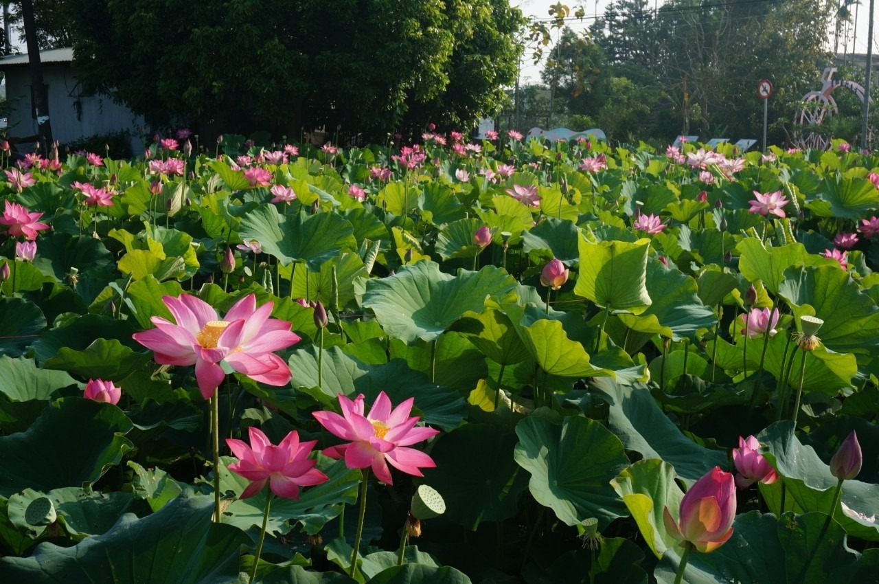 白河蓮花季,台南,台南白河蓮花季,2021 白河蓮花季