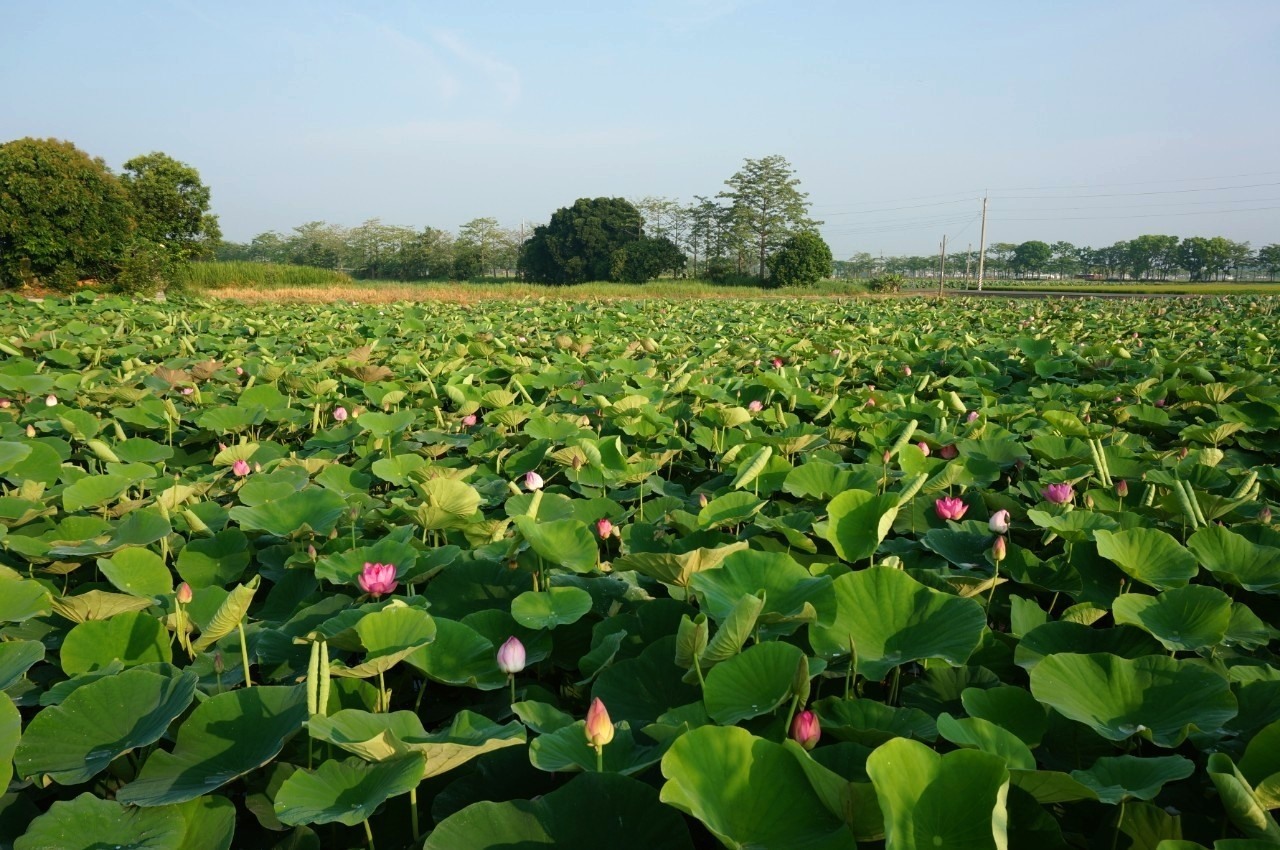 白河蓮花季,台南,台南白河蓮花季,2021 白河蓮花季