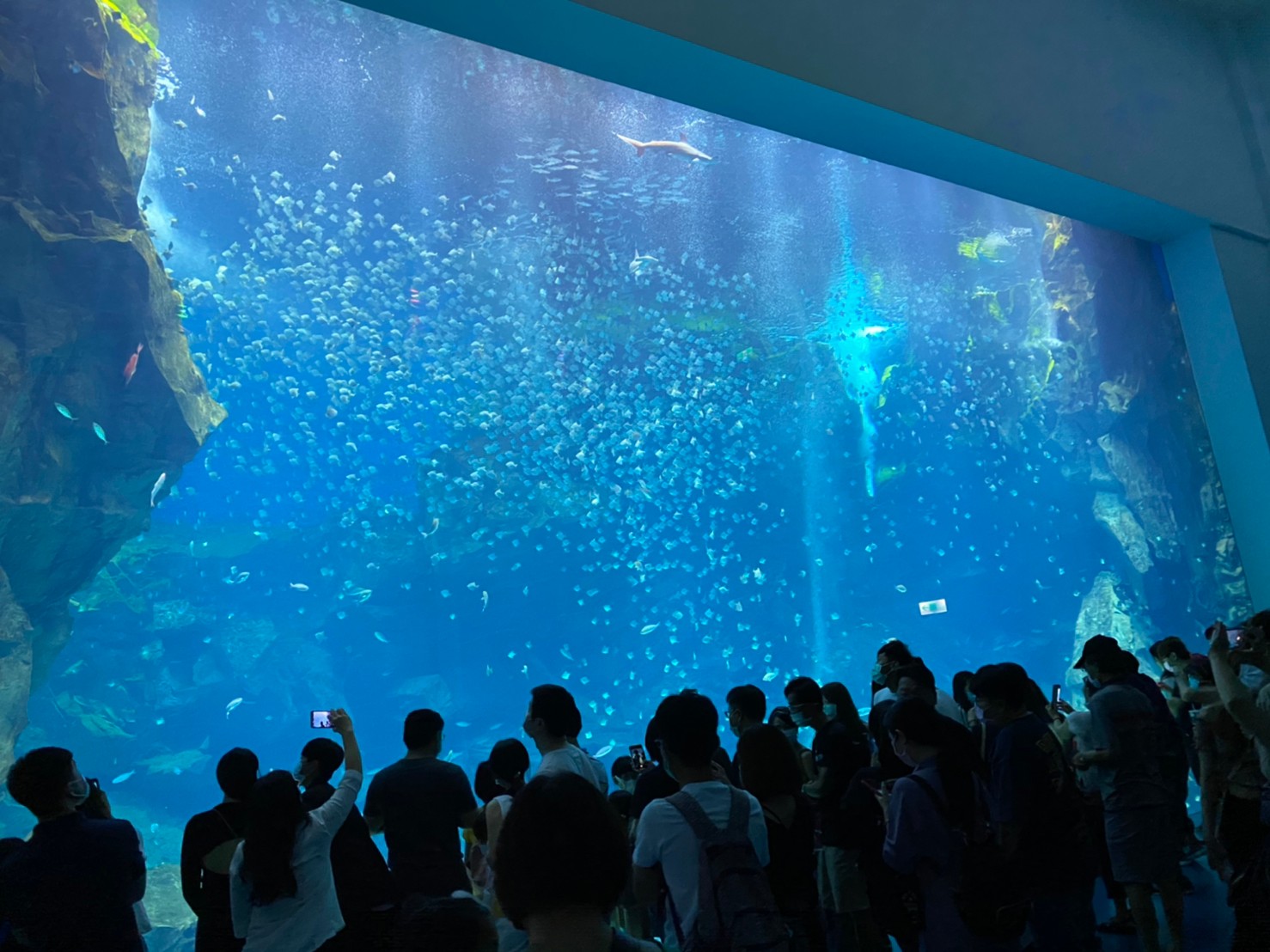 桃園水族館xpark 門票預購 展區 交通 和逸飯店桃園館資訊懶人包