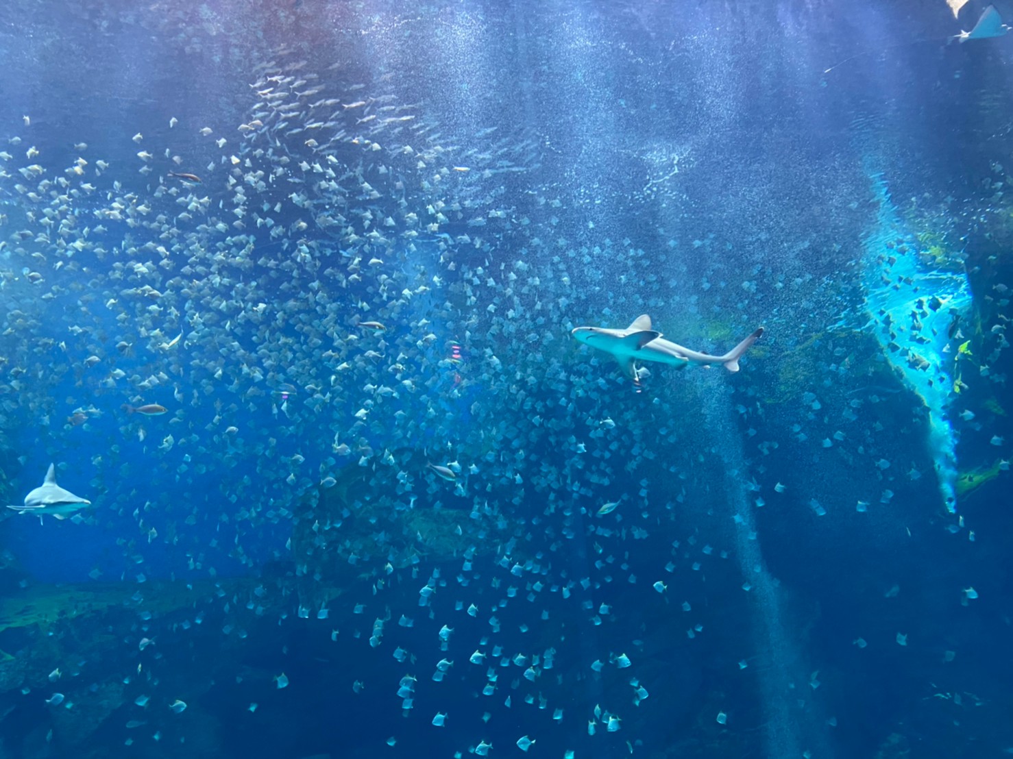 Xpark,x park水族館,xpark門票,桃園水族館,桃園xpark,青埔水族館,xpark門票買一送一2022,xpark門票優惠,xpark住宿,xpark買一送一 xpark紀念品,xpark國旅券,桃園水族館飯店,桃園水族館門票優惠,桃園水族館票價,桃園水族館現場購票,桃園水族館地址,桃園水族館餐廳,桃園水族館門票預購,桃園水族館吃