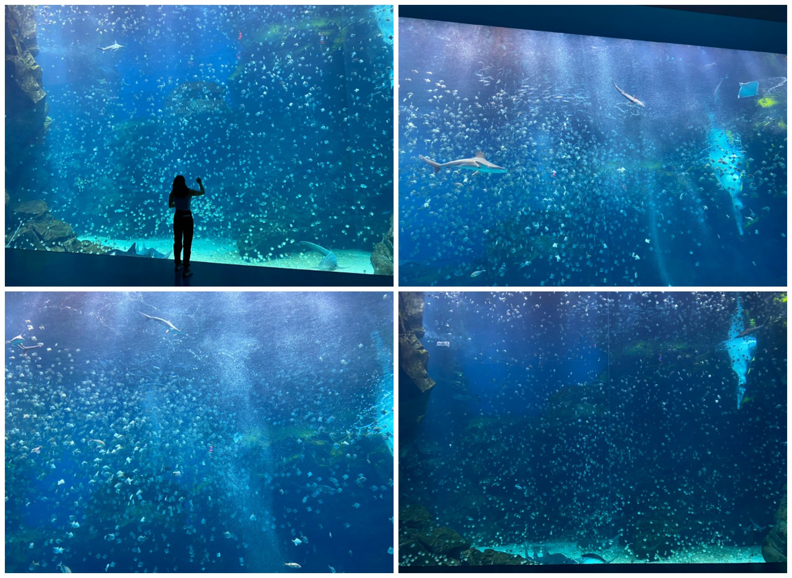 Xpark,x park水族館,xpark門票,桃園水族館,桃園xpark,青埔水族館,xpark門票買一送一2022,xpark門票優惠,xpark住宿,xpark買一送一 xpark紀念品,xpark國旅券,桃園水族館飯店,桃園水族館門票優惠,桃園水族館票價,桃園水族館現場購票,桃園水族館地址,桃園水族館餐廳,桃園水族館門票預購,桃園水族館吃