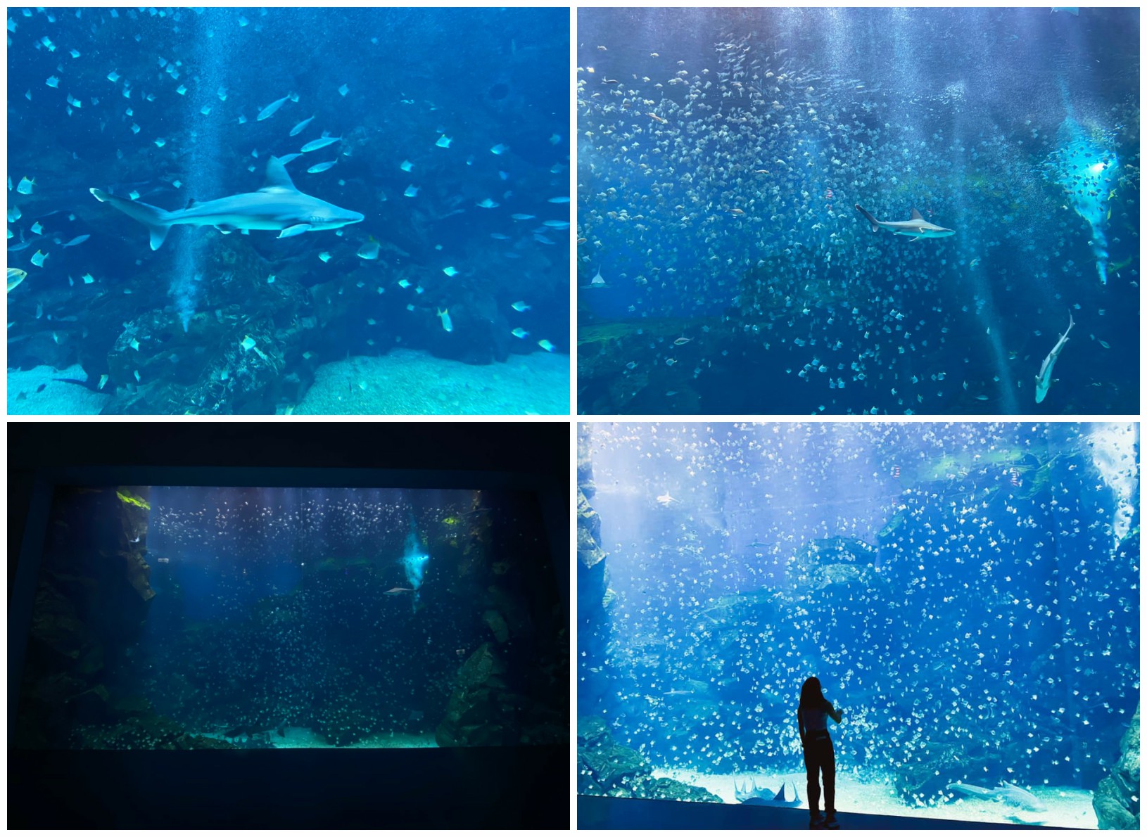 Xpark,x park水族館,xpark門票,桃園水族館,桃園xpark,青埔水族館,xpark門票買一送一2022,xpark門票優惠,xpark住宿,xpark買一送一 xpark紀念品,xpark國旅券,桃園水族館飯店,桃園水族館門票優惠,桃園水族館票價,桃園水族館現場購票,桃園水族館地址,桃園水族館餐廳,桃園水族館門票預購,桃園水族館吃