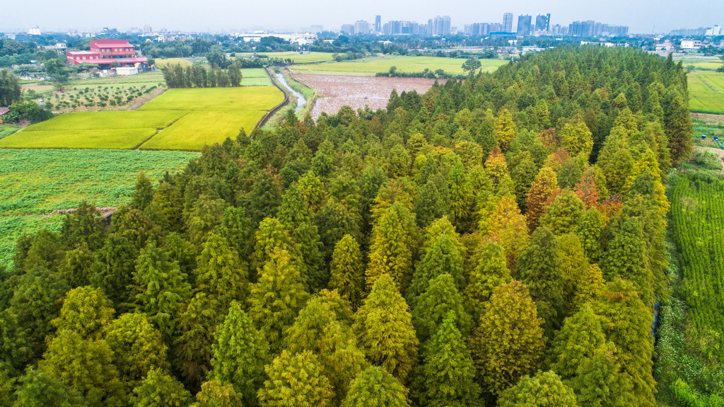 桃園賞楓住宿推薦,落羽松住宿推薦,賞楓住宿,桃園落羽松,桃園賞楓,楓葉,紅葉