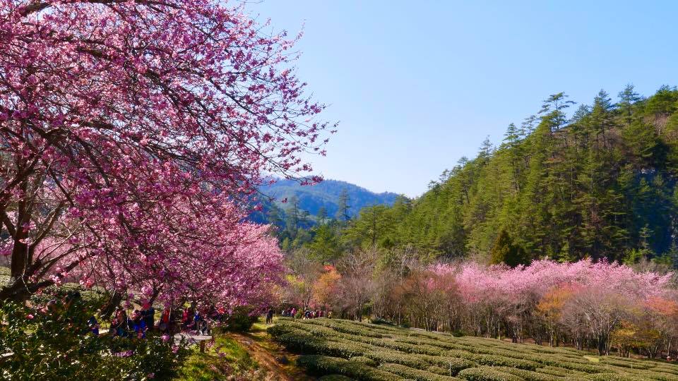 武陵農場櫻花季,武陵農場,武陵農場 賞櫻,櫻花季,櫻花祭,賞櫻專車,武陵農場櫻花季交通管制,武陵農場 露營,武陵農場交通管制