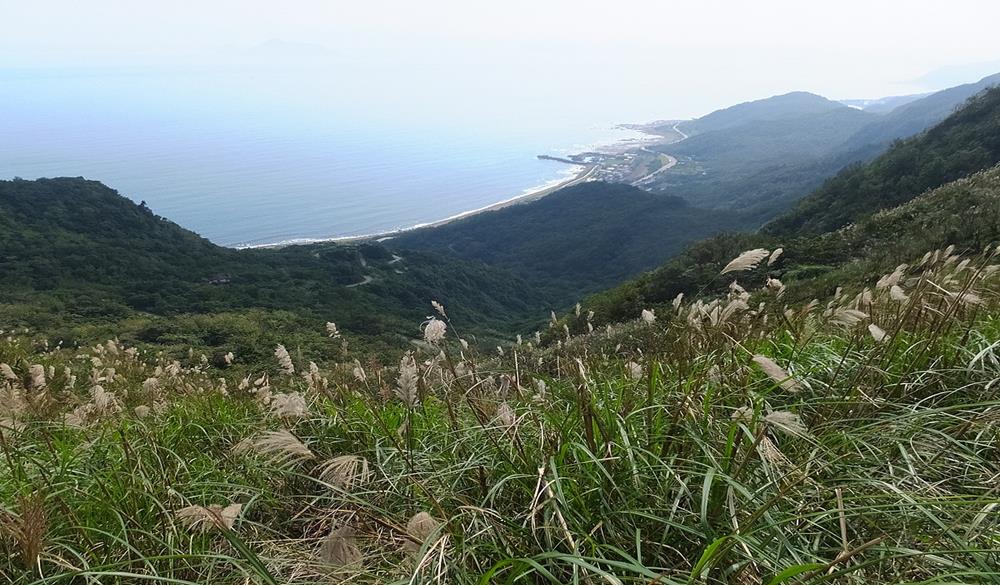 芒花季,草嶺古道芒花季,2021草嶺古道芒花季,草嶺古道,菅芒花的春天,芒裡偷閒,芒花,宜蘭,東北角,東北角暨宜蘭海岸國家風景區,芒草,福隆,東北角自由行,草嶺古道,草嶺古道芒花,草嶺古道芒花季,草嶺古道一日遊,2021芒草季,東北角暨宜蘭海岸國家風景區,2021嶄露鋒芒草嶺古道芒花季