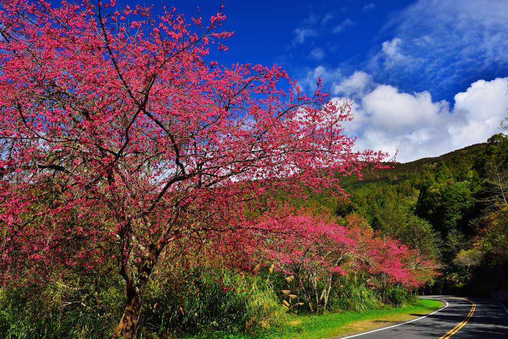 阿里山,櫻花季,賞櫻景點,阿里山櫻花季2022,阿里山櫻花,阿里山賞櫻,櫻花,賞櫻,阿里山森林遊樂區,阿里山櫻花季交通管制,阿里山賞櫻住宿推薦,阿里山賞櫻住宿,阿里山國家森林遊樂區,阿里山住宿推薦,嘉義住宿推薦,阿里山民宿推薦,阿里山國家風景區,櫻花景點