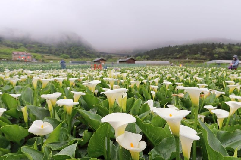 陽明山竹子湖海芋季 繡球花季