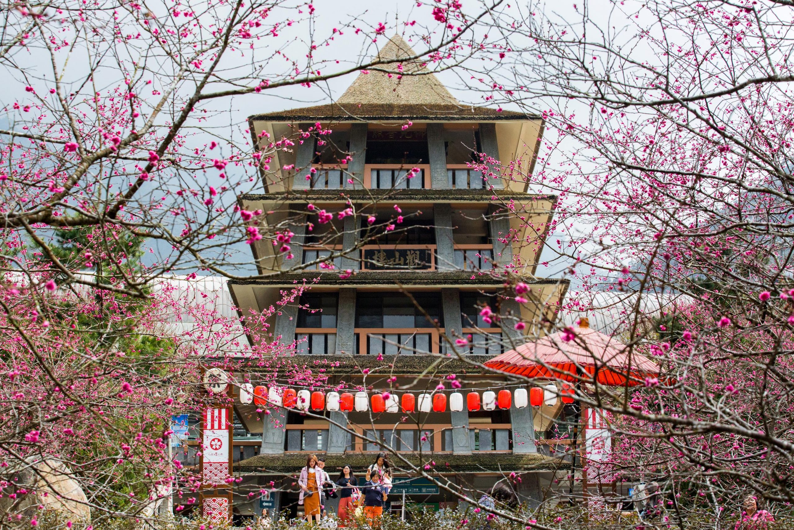 九族文化村,日月潭櫻花季,九族文化村櫻花祭,九族文化村櫻花季,台灣第一夜櫻,日月潭景點推薦,九族文化村交通方式 ,九族文化村門票,九族文化村賞櫻,南投日月潭,南投日月潭住宿,日月潭住宿推薦,南投民宿推薦,日月潭,南投景點推薦,櫻花景點,賞櫻,櫻花季,櫻花祭