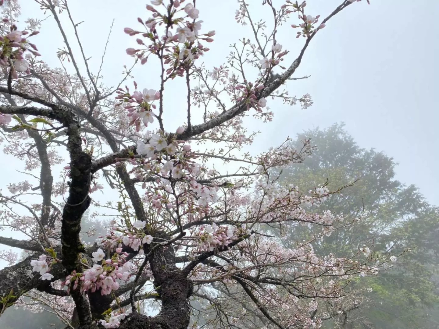 阿里山,櫻花季,賞櫻景點,阿里山櫻花季2022,阿里山櫻花,阿里山賞櫻,櫻花,賞櫻,阿里山森林遊樂區,阿里山櫻花季交通管制,阿里山賞櫻住宿推薦,阿里山賞櫻住宿,阿里山國家森林遊樂區,阿里山住宿推薦,嘉義住宿推薦,阿里山民宿推薦,阿里山國家風景區,櫻花景點