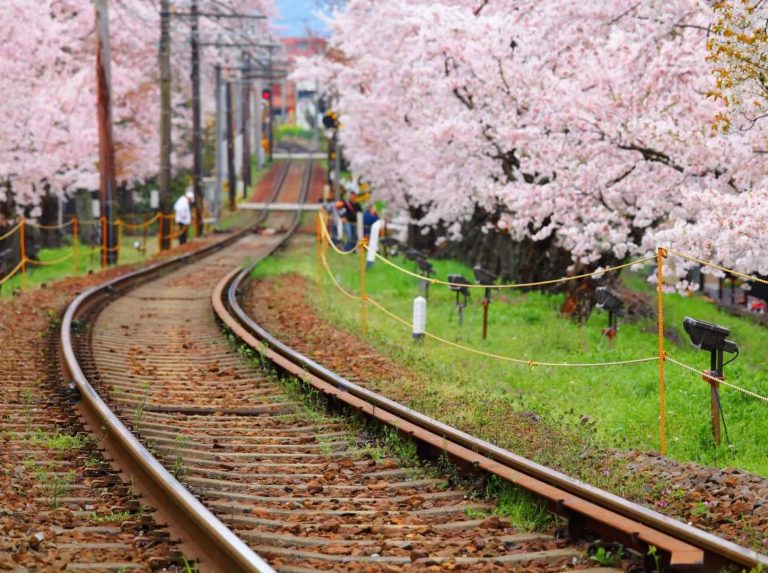 阿里山櫻花季 阿里山花季 阿里山住宿