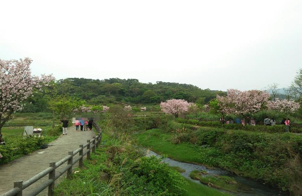 21台灣櫻花季 全台12大賞櫻景點推薦 花期預測 交通 賞櫻行程