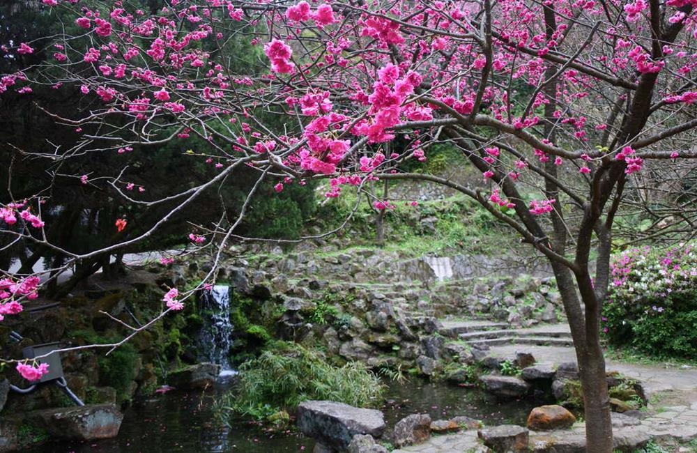 21陽明山花季 日期 賞花路線 景點 交通管制 周邊住宿懶人包