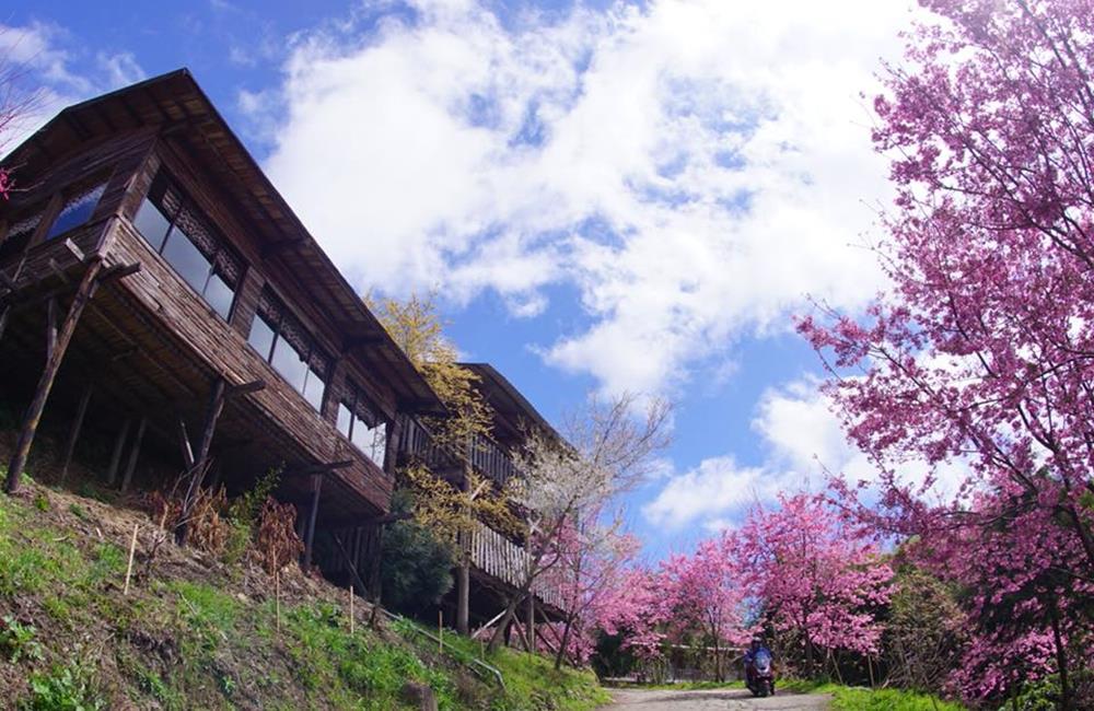 司馬庫斯,司馬庫斯住宿,司馬庫斯自由行,司馬庫斯入山證申請2022,司馬庫斯入山證2022,司馬庫斯行程,新竹司馬庫斯,司馬庫斯交通,司馬庫斯入山申請,司馬庫斯官網,司馬庫斯櫻花季,司馬庫斯賞櫻,司馬庫斯交通管制