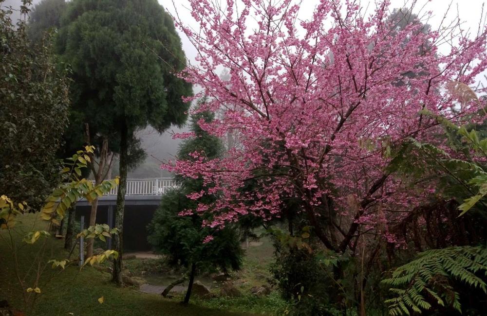 丘上行館,司馬庫斯民宿,新竹住宿,新竹內灣民宿,司馬庫斯住宿