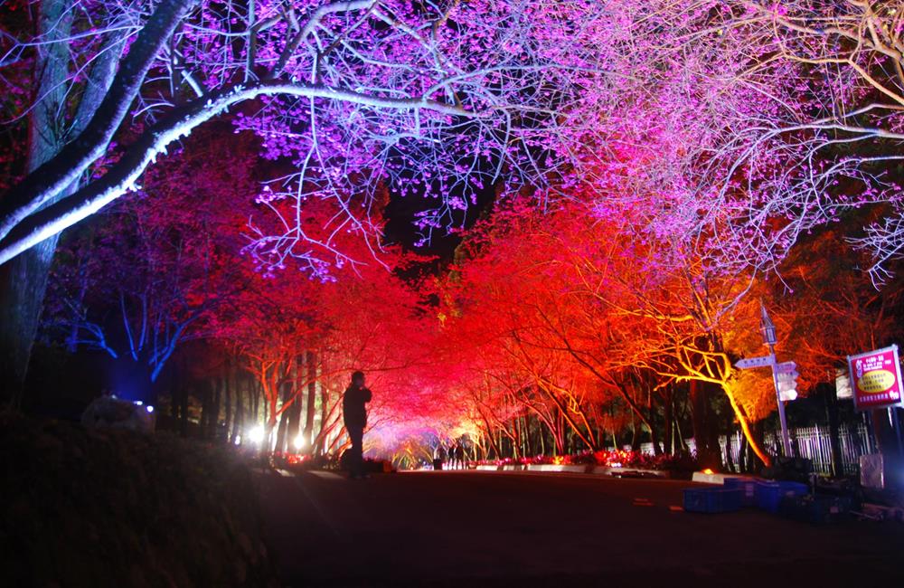 九族文化村,日月潭櫻花季,九族文化村櫻花祭,九族文化村櫻花季,台灣第一夜櫻,日月潭景點推薦,九族文化村交通方式 ,九族文化村門票,九族文化村賞櫻,南投日月潭,南投日月潭住宿,日月潭住宿推薦,南投民宿推薦,日月潭,南投景點推薦,櫻花景點,賞櫻,櫻花季,櫻花祭