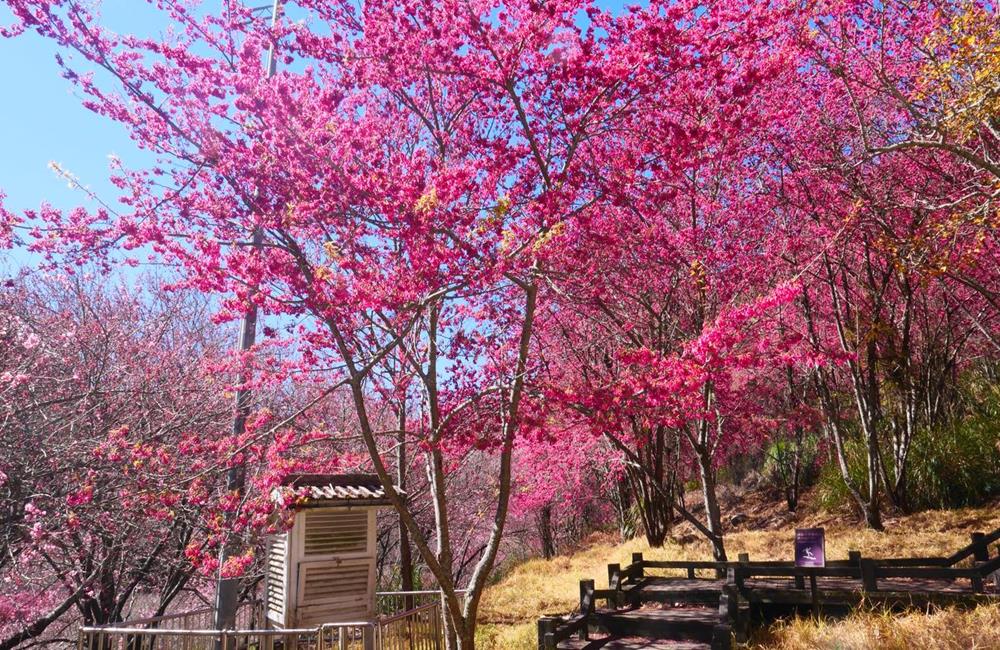 武陵農場櫻花季,武陵農場,武陵農場 賞櫻,櫻花季,櫻花祭,賞櫻專車,武陵農場櫻花季交通管制,武陵農場 露營,武陵農場交通管制