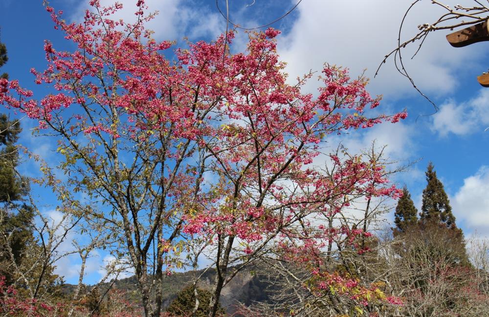 阿里山,櫻花季,賞櫻景點,阿里山櫻花季2022,阿里山櫻花,阿里山賞櫻,櫻花,賞櫻,阿里山森林遊樂區,阿里山櫻花季交通管制,阿里山賞櫻住宿推薦,阿里山賞櫻住宿,阿里山國家森林遊樂區,阿里山住宿推薦,嘉義住宿推薦,阿里山民宿推薦,阿里山國家風景區,櫻花景點