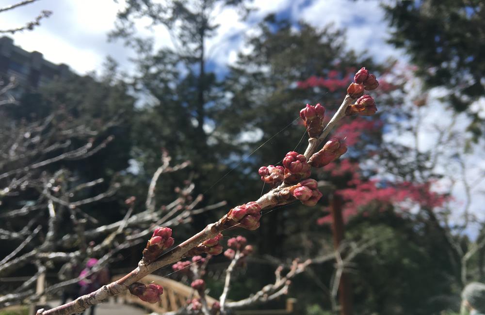 阿里山,櫻花季,賞櫻景點,阿里山櫻花季2022,阿里山櫻花,阿里山賞櫻,櫻花,賞櫻,阿里山森林遊樂區,阿里山櫻花季交通管制,阿里山賞櫻住宿推薦,阿里山賞櫻住宿,阿里山國家森林遊樂區,阿里山住宿推薦,嘉義住宿推薦,阿里山民宿推薦,阿里山國家風景區,櫻花景點