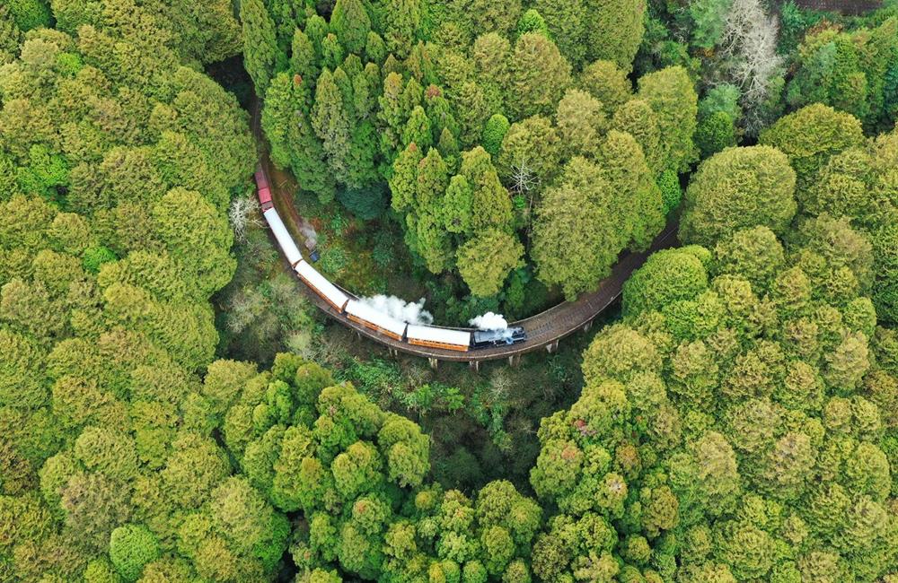 高山鐵道之旅 SL-31蒸汽火車主題列車,阿里山,櫻花季,賞櫻景點,阿里山櫻花季2022,阿里山櫻花,阿里山賞櫻,櫻花,賞櫻,阿里山森林遊樂區,阿里山櫻花季交通管制,阿里山賞櫻住宿推薦,阿里山賞櫻住宿,阿里山國家森林遊樂區,阿里山住宿推薦,嘉義住宿推薦,阿里山民宿推薦,阿里山國家風景區,櫻花景點