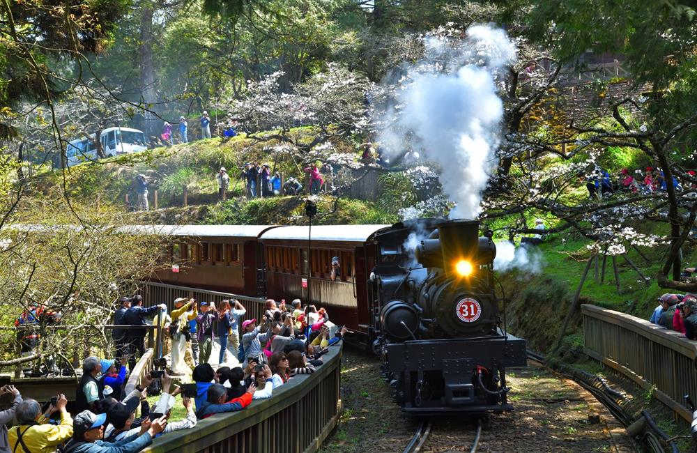 阿里山,櫻花季,賞櫻景點,阿里山櫻花季2022,阿里山櫻花,阿里山賞櫻,櫻花,賞櫻,阿里山森林遊樂區,阿里山櫻花季交通管制,阿里山賞櫻住宿推薦,阿里山賞櫻住宿,阿里山國家森林遊樂區,阿里山住宿推薦,嘉義住宿推薦,阿里山民宿推薦,阿里山國家風景區,櫻花景點