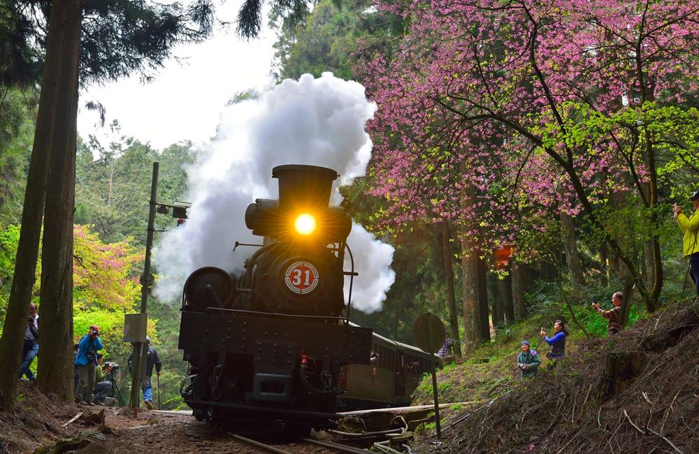 高山鐵道之旅 SL-31蒸汽火車主題列車,阿里山,櫻花季,賞櫻景點,阿里山櫻花季2022,阿里山櫻花,阿里山賞櫻,櫻花,賞櫻,阿里山森林遊樂區,阿里山櫻花季交通管制,阿里山賞櫻住宿推薦,阿里山賞櫻住宿,阿里山國家森林遊樂區,阿里山住宿推薦,嘉義住宿推薦,阿里山民宿推薦,阿里山國家風景區,櫻花景點